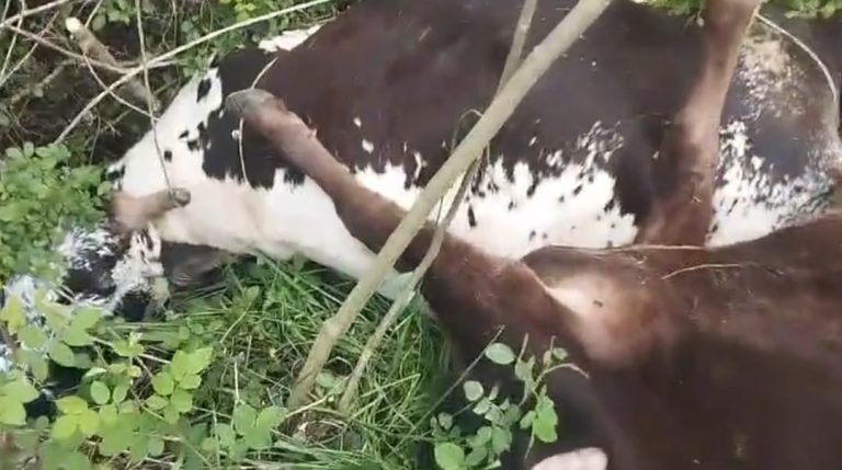 Yardımlıda elektrik cərəyanı iribuynuzlu mal-qaranı vuraraq tələf edib – FOTO